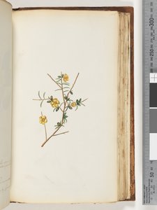 Side 155. Uidentifisert plante av Unknown artist