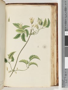 Side 157. Uidentifisert plante av Unknown artist