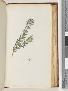 Side 159. Westringea rosmariniformis av Unknown artist