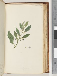 Side 161. Myoporum av Unknown artist