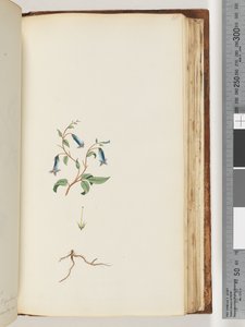Side 165. Uidentifisert plante av Unknown artist