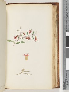 Side 166. Uidentifisert plante av Unknown artist