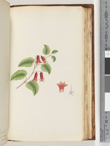 Side 169. Unavngitt blomstrende plante av Unknown artist