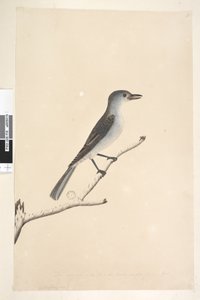 Side 16. Ceblephyris langs nedre kant i annen hånd Samme størrelse som fuglen tegningen er hentet fra. April Grey Shrike Thrush Colluricincla munnspill, 1791-92 av Unknown artist