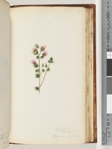 Side 170. Decandria monogynia. Kalmoides of Banks av Unknown