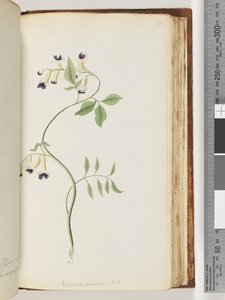 Side 171. Bignonia australis H.K av Unknown artist