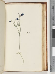 Side 174. Uidentifisert plante av Unknown artist