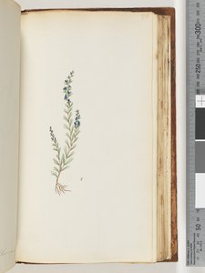 Side 176. Uidentifisert plante av Unknown artist
