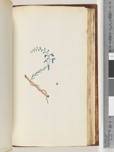 Side 177. Uidentifisert plante av Unknown artist