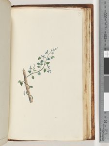 Side 179. Uidentifisert plante av Unknown artist