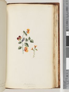 Side 180. Platylobium formosum / Pen flat-ert av Unknown artist