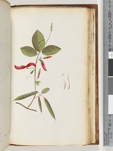 Side 183. Uidentifiserte planter av Unknown artist