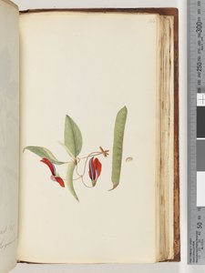 Side 184. Creepers eller Woodbines av Unknown artist