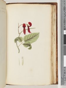 Side 185. Uidentifisert plante av Unknown artist