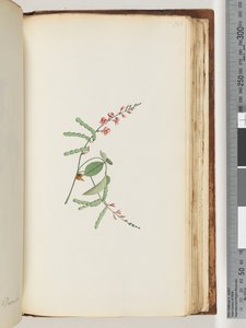 Side 186. Blomstrende plante, en Creeper av Unknown artist