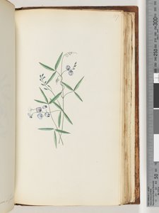 Side 187. Uidentifisert plante av Unknown