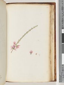 Side 188. Uidentifisert plante av Unknown artist