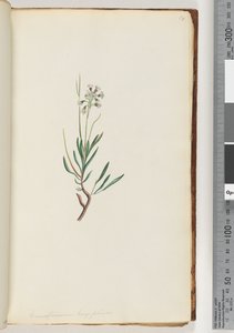 Side 18. Conospermum longifolium Lange, bladkjeglefrø av Unknown artist