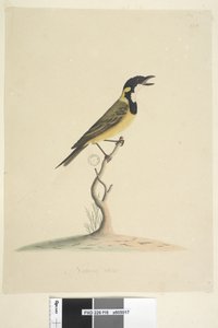 Side 18. Naturlig størrelse Golden Whistler Pachycephala pectoralis, hann, 1791-92 av Unknown artist