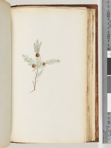 Side 191. Uidentifisert plante av Unknown