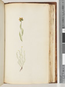 Side 194. Uidentifisert plante av Unknown artist