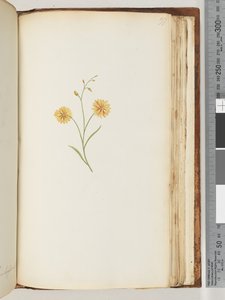 Side 197. Uidentifisert plante av Unknown