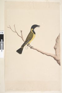 Side 19. april. Naturlig størrelse Golden Whistler Pachycephala pectoralis, hann, 1791-92 av Unknown artist