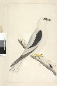 Side 1. Falco, sett i Augustat nede til venstre i annen hånd August naturlig størrelse. Svart, skulderdrage Elanus axillaris Elanus notatus, 1791-92 av Unknown artist