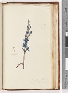 Side 203. Jeg tror dette er Thelymitra ixioides / Spotted Sun Orchid av Unknown