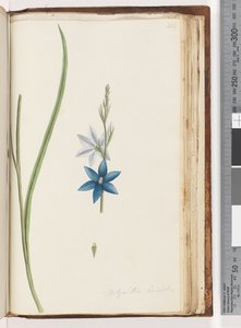 Side 204. Thelymitra ixiodes / Spotted Sun Orchid av Unknown artist