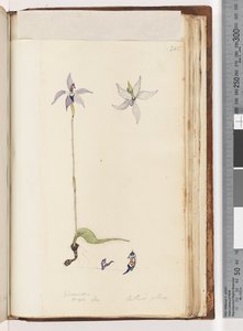Side 205. Glossodia. Major På. Arethusa hårete / Wax Lip Orchid av Unknown artist