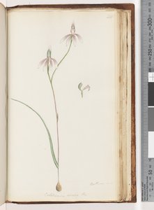 Arethusa sikker? Caladenia carnea Br / Pink Fingers Orchid av Unknown artist