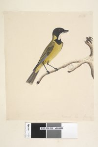 Side 20. Naturlig størrelse. April Golden Whistler Pachycephala pectoralis, hann, 1791-92 av Unknown artist