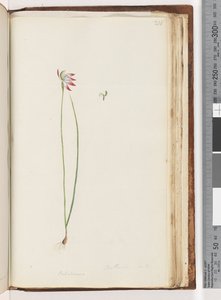 Arethusa egentlig? / Caladenia av Unknown artist