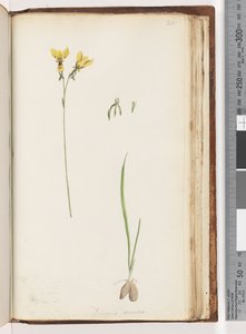 Side 211. Form for Diuris aurea / Golden Donkey Orchid av Unknown artist