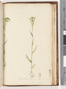 Side 215. Pterostylis op / viridis av Unknown artist