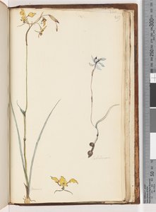 Side 219. Caladenia / Diuris to planter av Unknown artist
