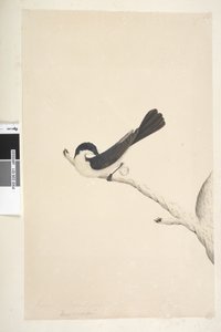 Side 21. Musciopa. over tittel i annen hånd juni. Naturlig størrelse Rastløs fluesnapper Myiagra inquieta Seisura inquieta, 1791-92 av Unknown artist