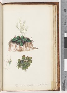 Side 223. Dendrobium linguiforme Exot. Bot. t. 11 Tungeorkidé av Unknown artist