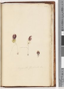 Side 226. Corysanthes fimbriata Br / Fringed Helmet Orchid av Unknown artist
