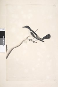 Side 22. November, naturlig størrelse Hvit, Winged Triller Lalage sueurii, hann, 1791-92 av Unknown artist