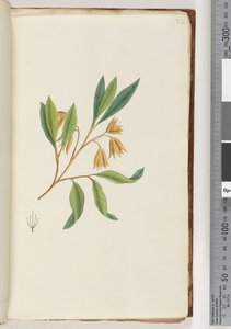 Side 22. Uidentifisert plante av Unknown artist