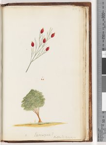 Side 230. e Exocarpus? Billard: reise / The Cherry of New South Wales av Unknown