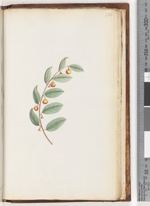 Side 232. Uidentifisert plante av Unknown artist
