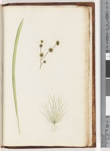 Side 234a. 1/4 Uidentifisert plante av Unknown artist