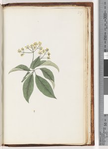 Side 237. Uidentifisert plante av Unknown artist
