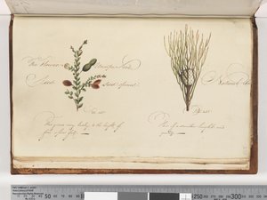 Side 238. Uidentifisert plante av Unknown artist