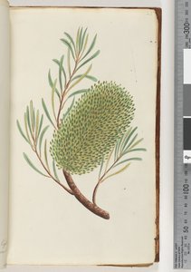 Side 23. Unavngitt blomstrende plante av Unknown artist