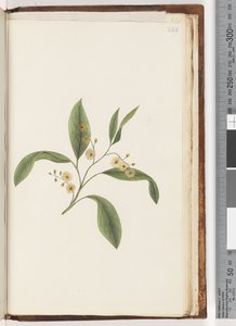 Side 240. Uidentifisert plante av Unknown artist