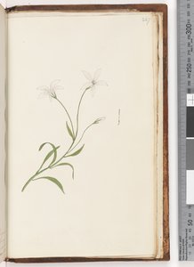 Side 247. Uidentifisert plante av Unknown artist